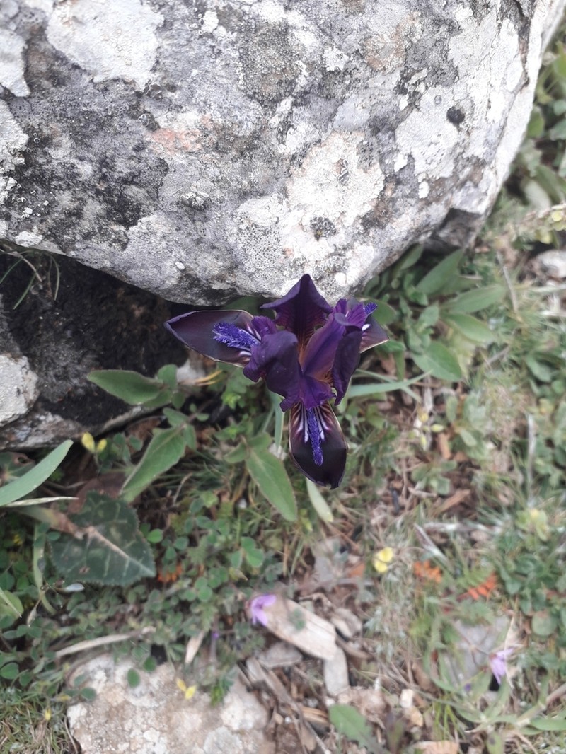 Iris attica photo 4