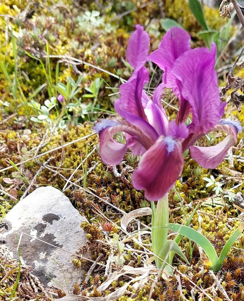 Iris attica photo 5