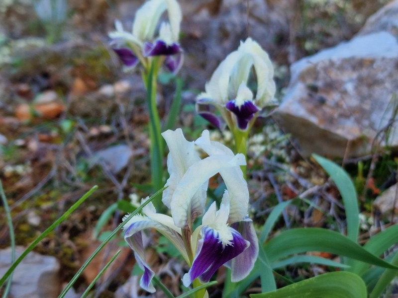 Iris attica photo 6