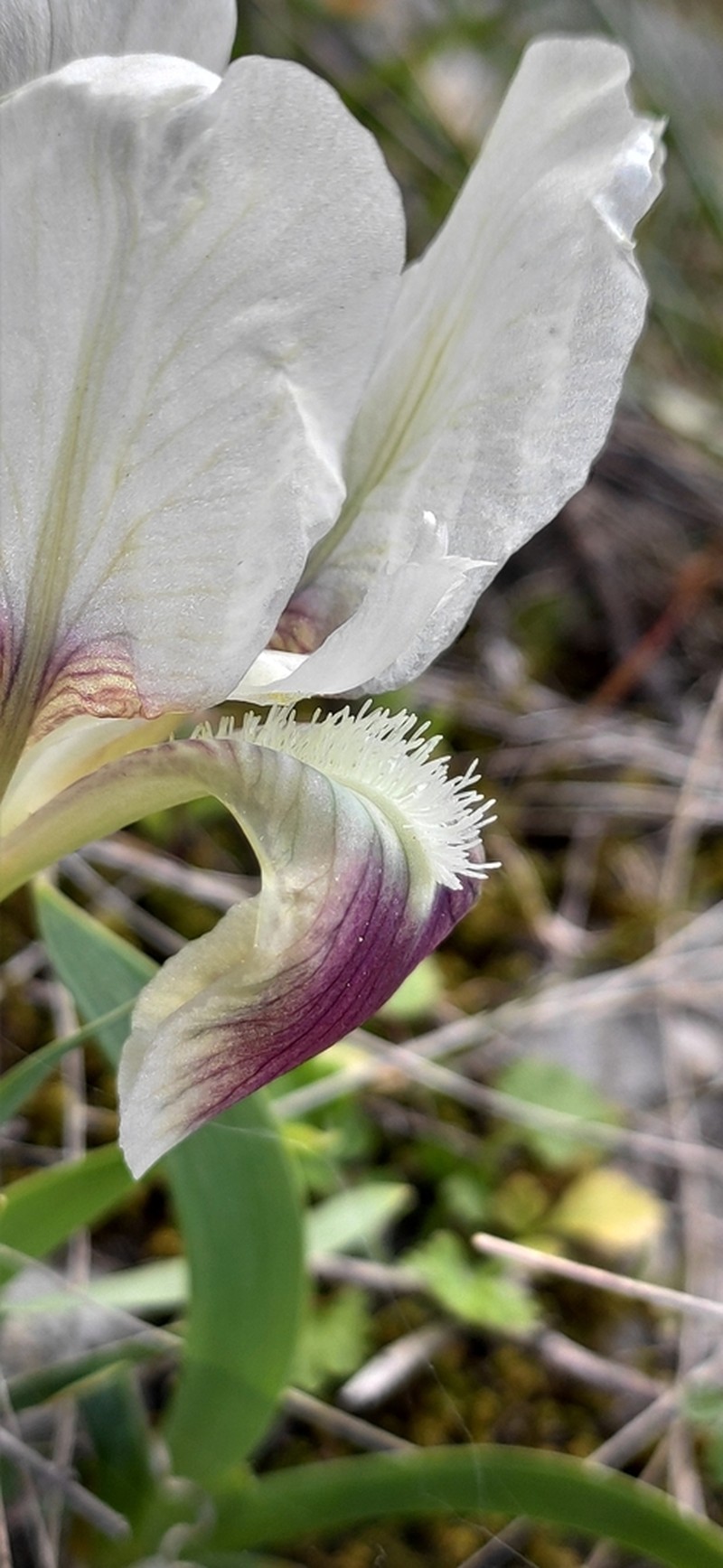 Iris attica photo 7