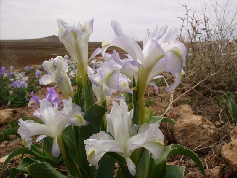 Iris aucheri