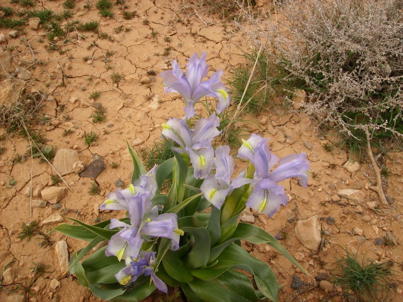 Iris aucheri photo 2