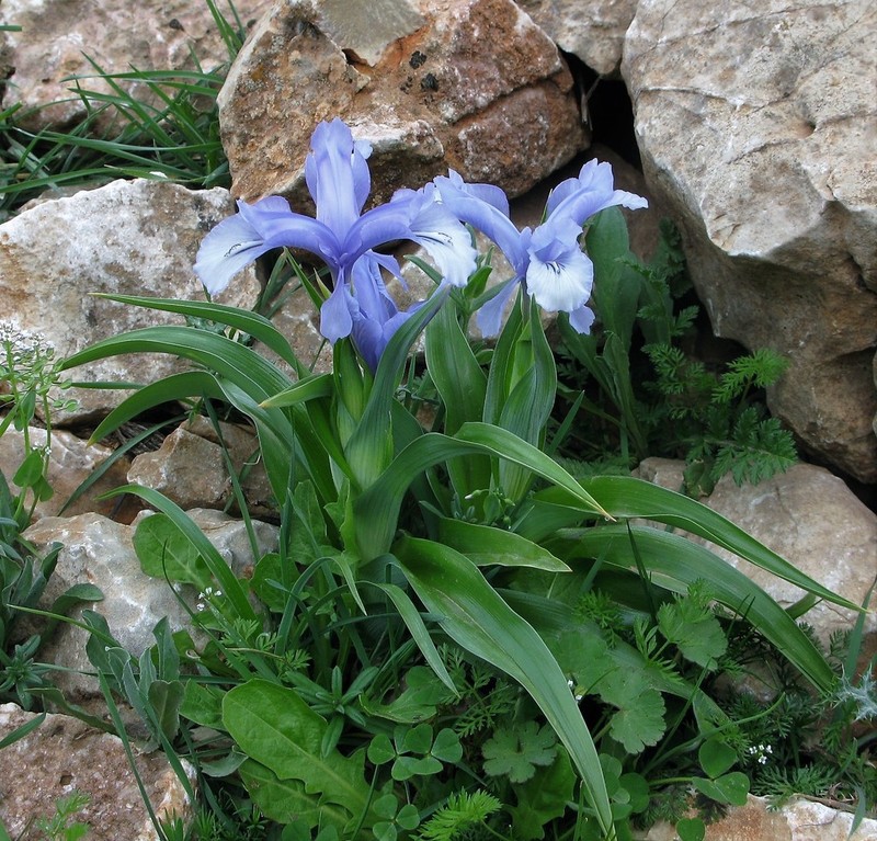 Iris aucheri photo 3