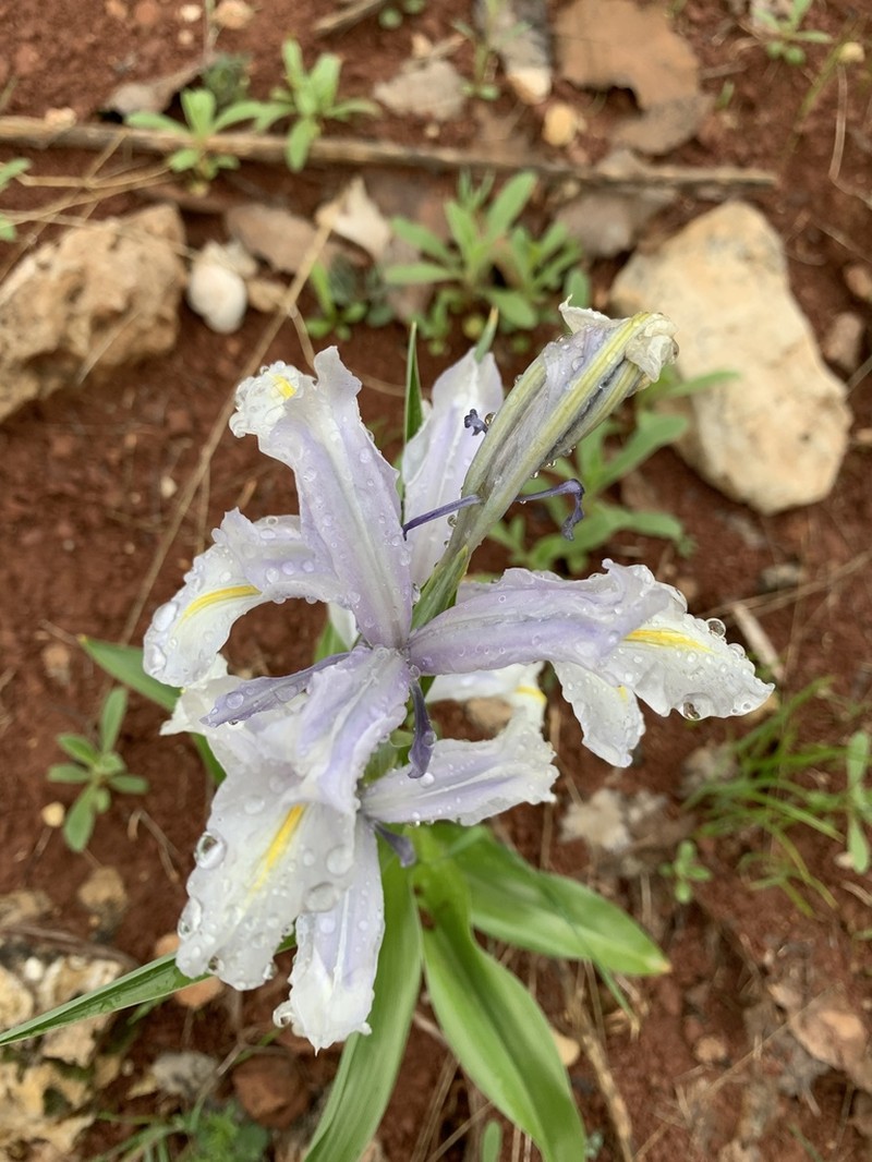 Iris aucheri photo 4