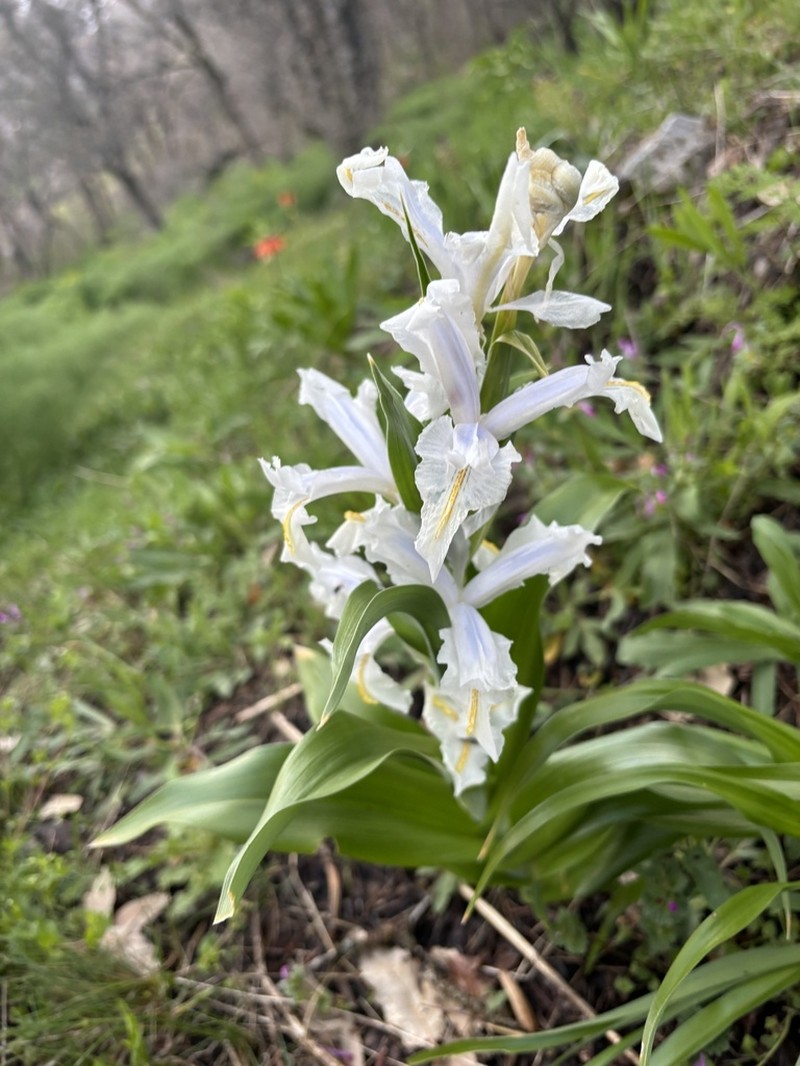 Iris aucheri photo 5