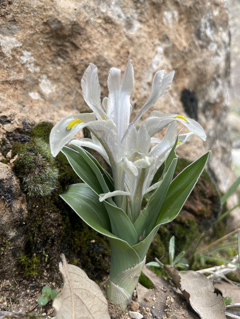 Iris aucheri photo 6