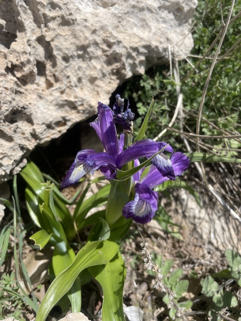 Iris aucheri photo 7