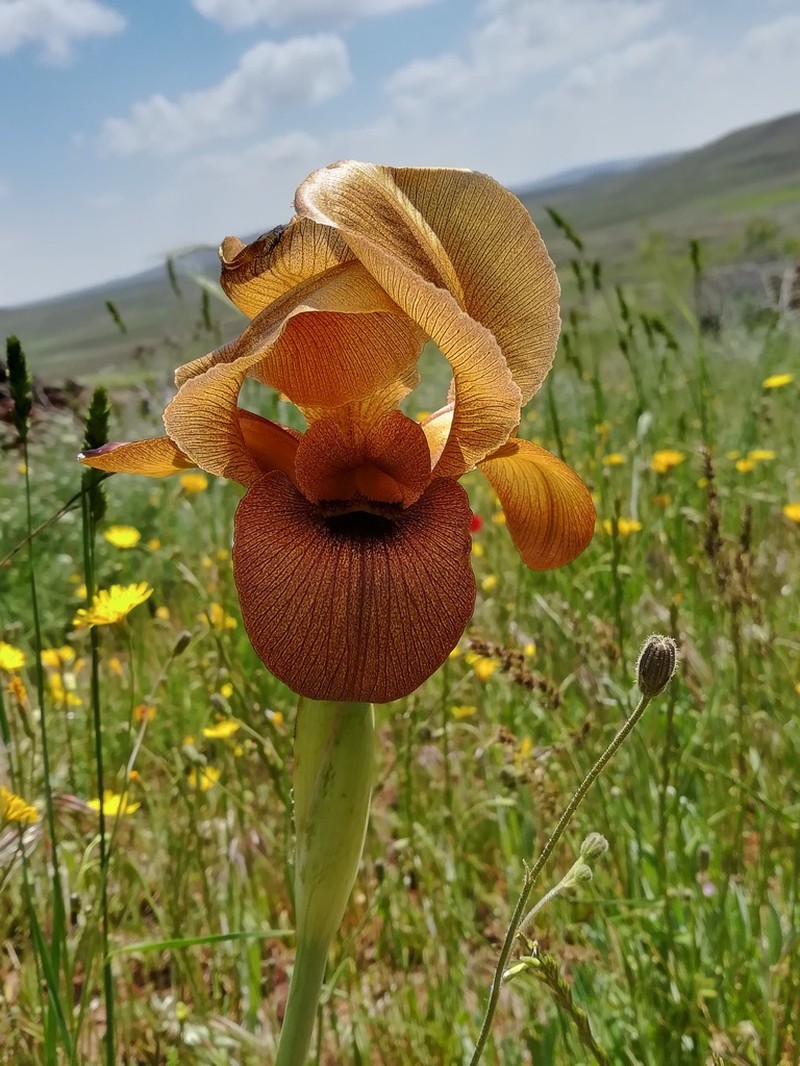 Iris auranitica