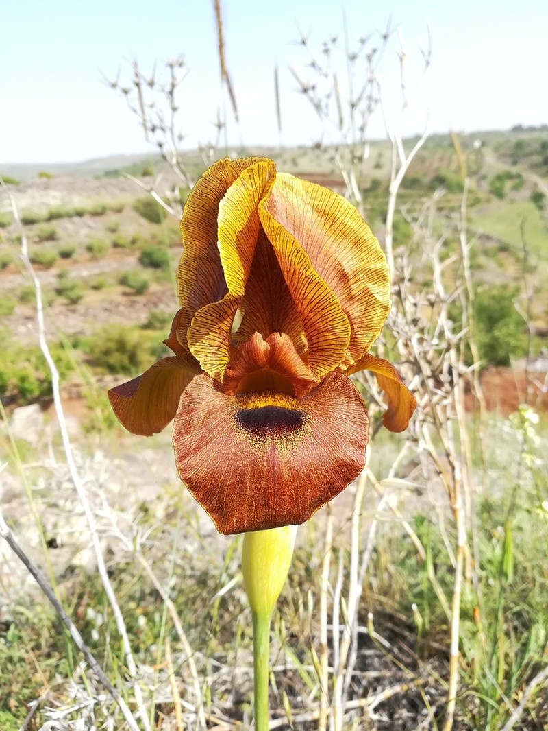 Iris auranitica photo 2