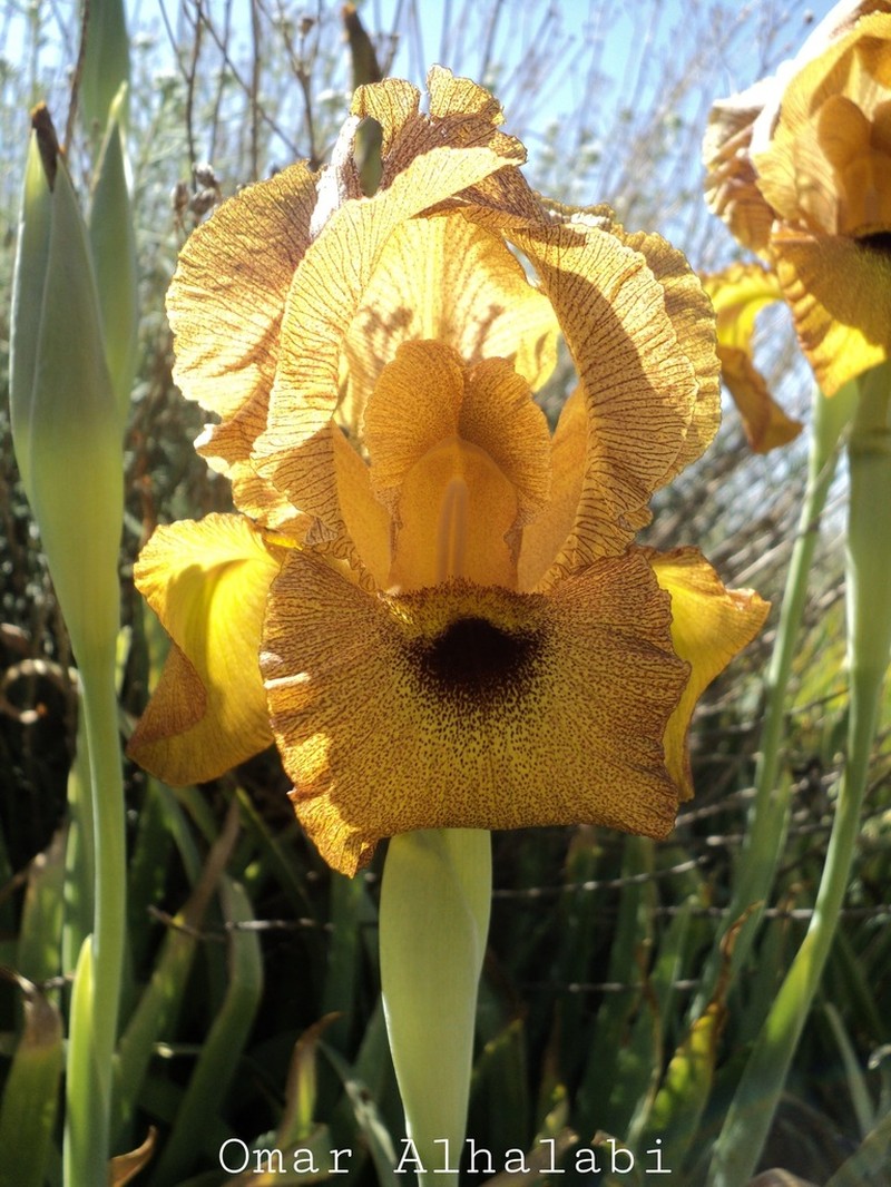 Iris auranitica photo 3