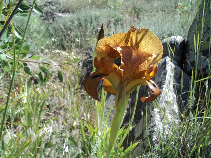 Iris auranitica photo 4