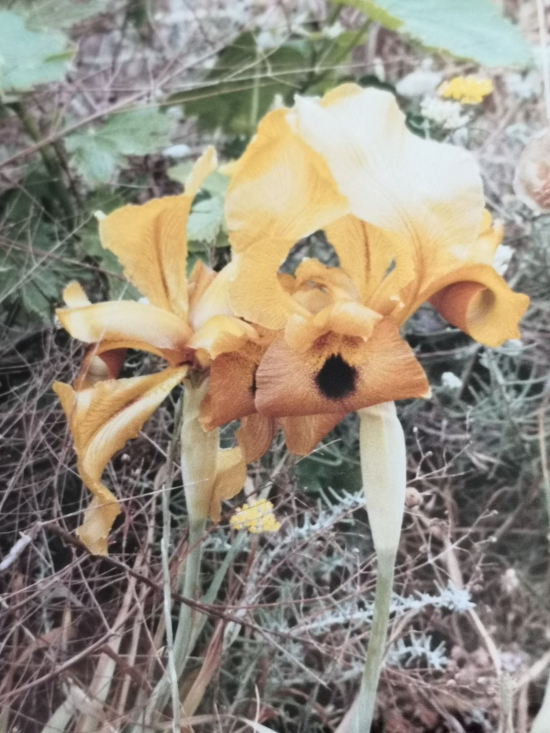 Iris auranitica photo 7