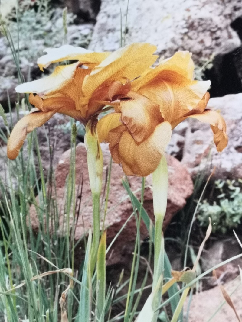 Iris auranitica photo 8