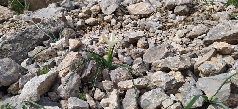 Iris austrotschatkalica photo 2