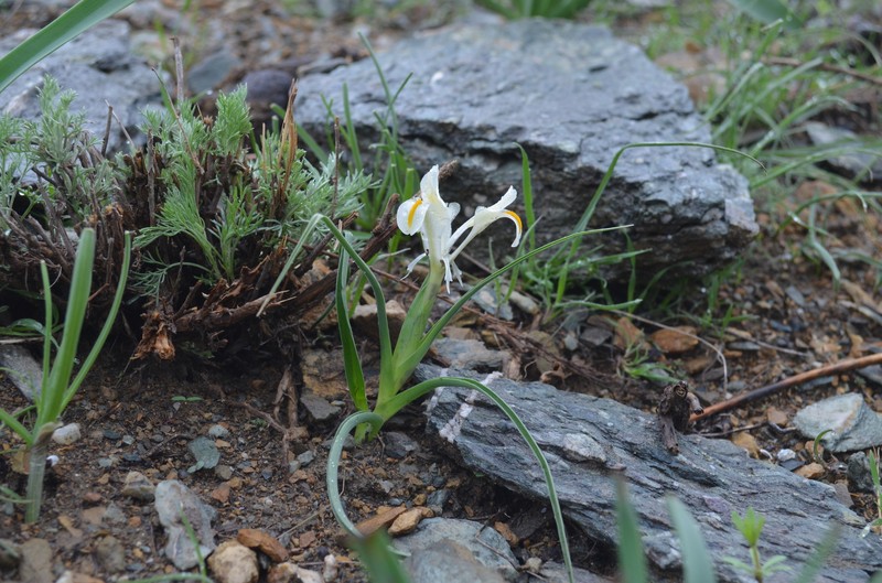 Iris austrotschatkalica photo 4