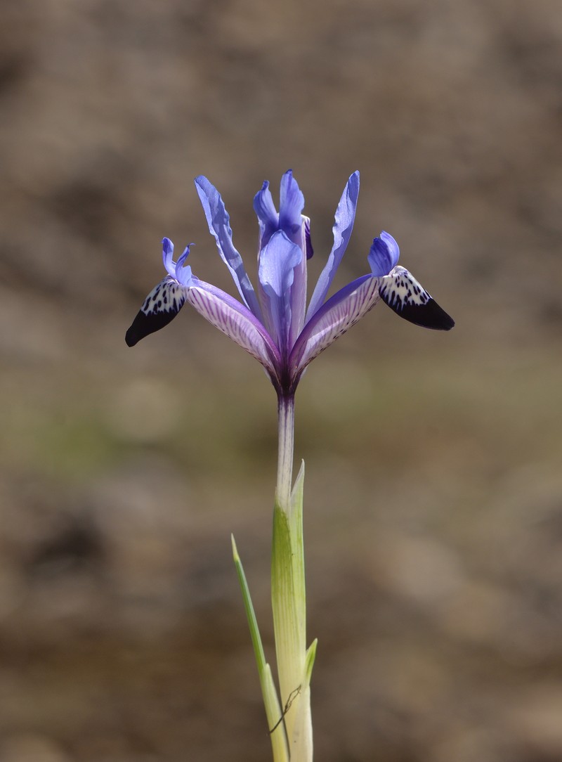 Iris bakeriana