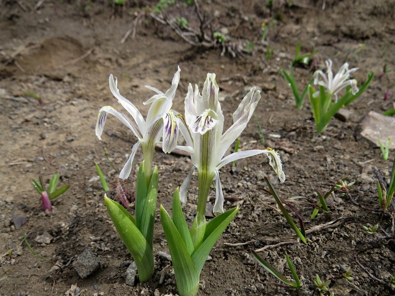 Iris baldshuanica photo 2