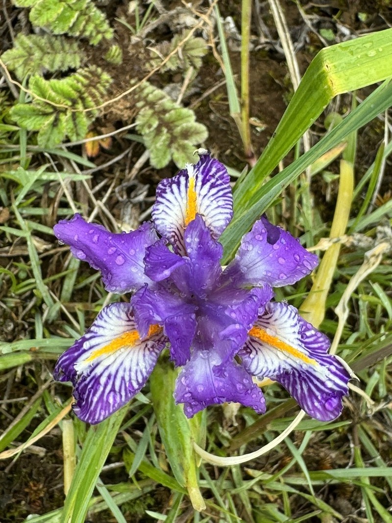Iris barbatula