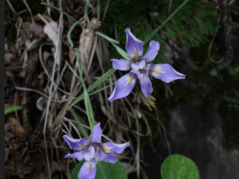 Iris barbatula photo 2