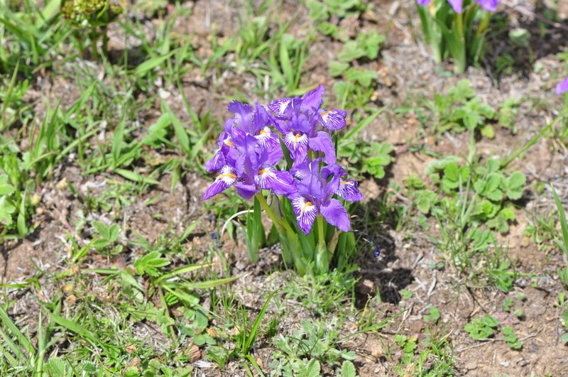 Iris barbatula photo 3