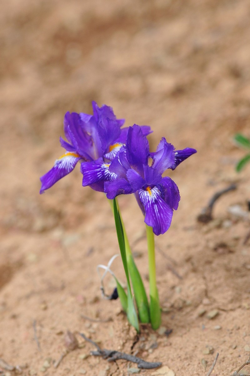 Iris barbatula photo 4