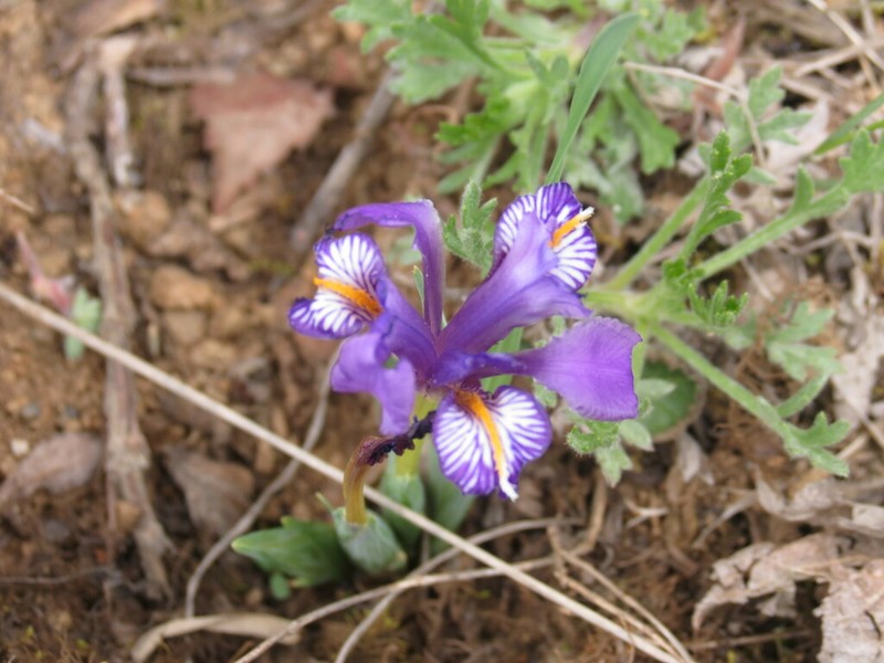 Iris barbatula photo 5