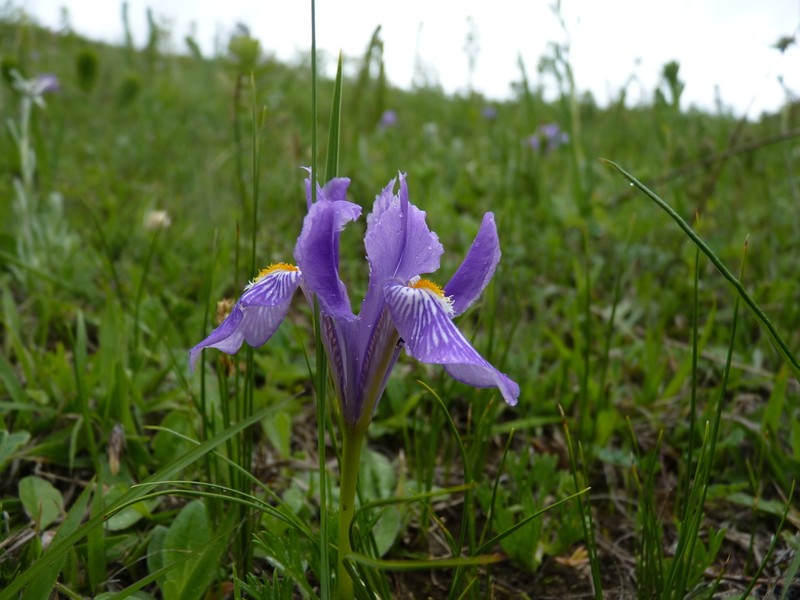 Iris barbatula photo 6