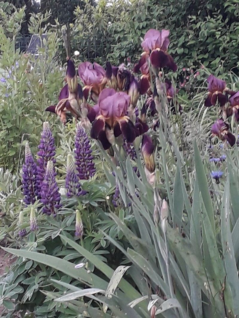 Iris barbatula photo 7
