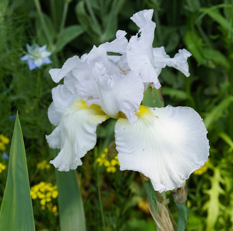 Iris barbatula photo 8
