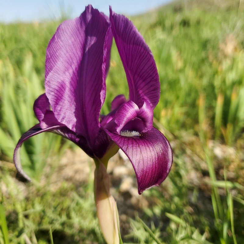 Iris barnumiae photo 3
