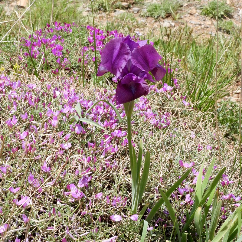 Iris barnumiae photo 4