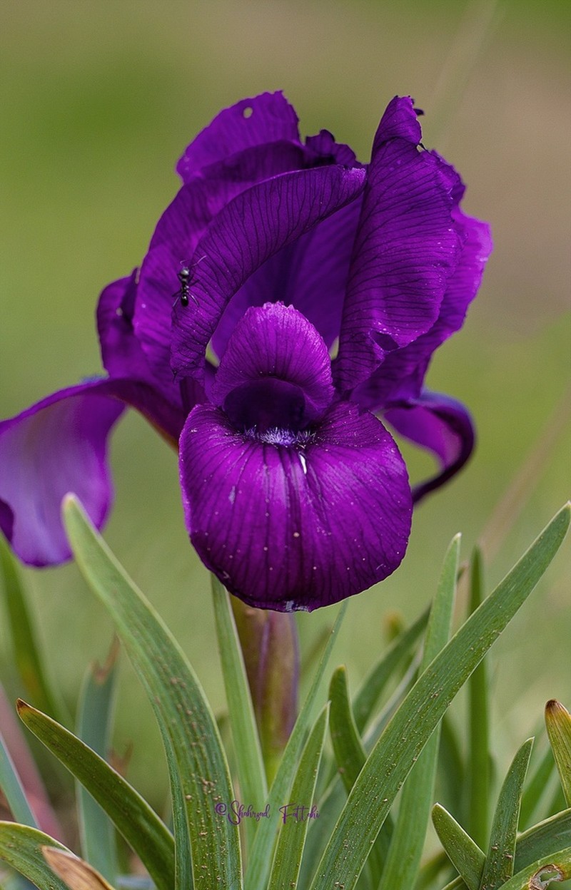 Iris barnumiae photo 5