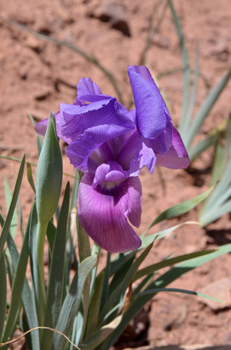 Iris barnumiae photo 7