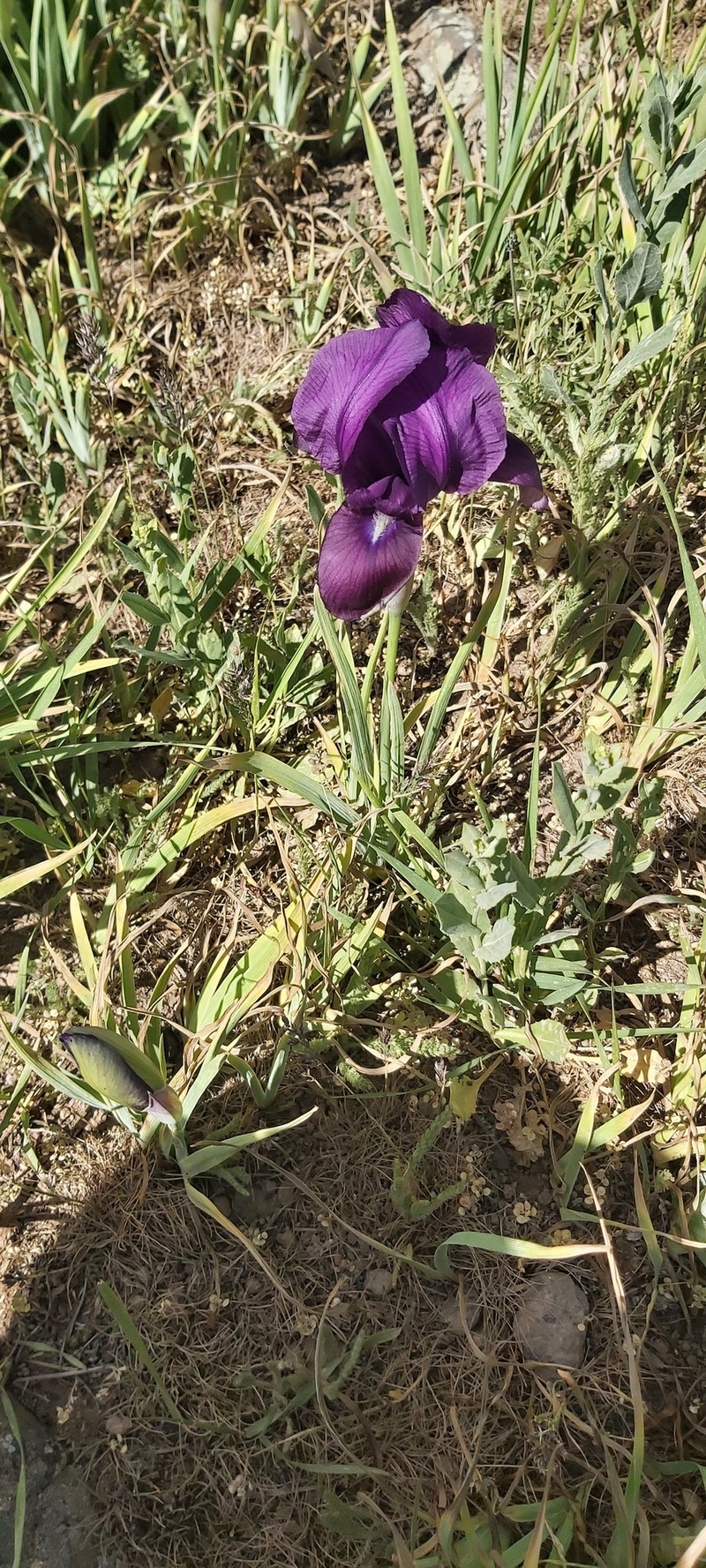Iris barnumiae subsp. demawendica