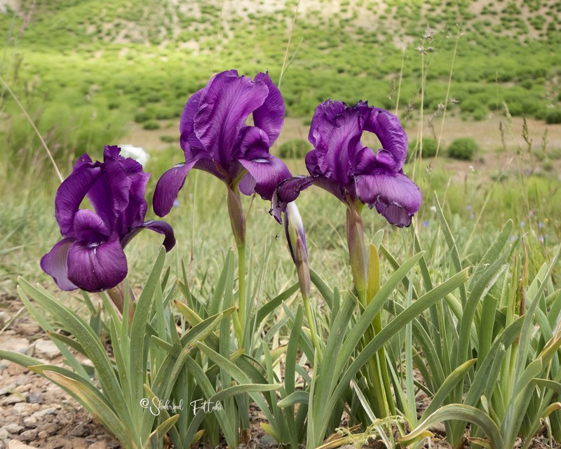 Iris barnumiae subsp. demawendica photo 2