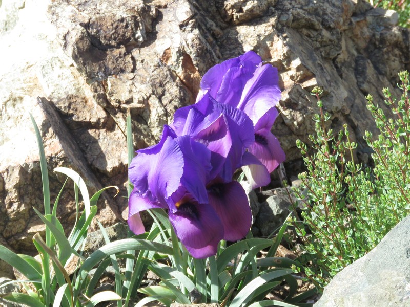 Iris barnumiae subsp. demawendica photo 3