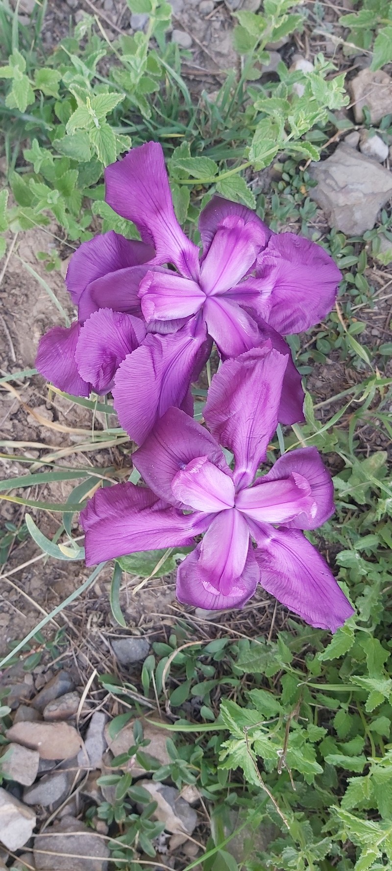 Iris barnumiae subsp. demawendica photo 4
