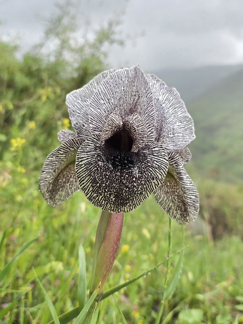 Iris basaltica