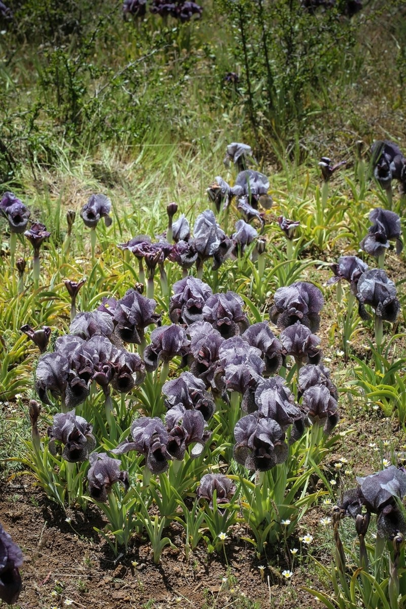 Iris basaltica photo 2