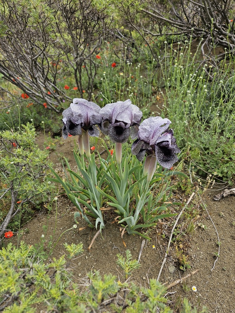 Iris basaltica photo 5