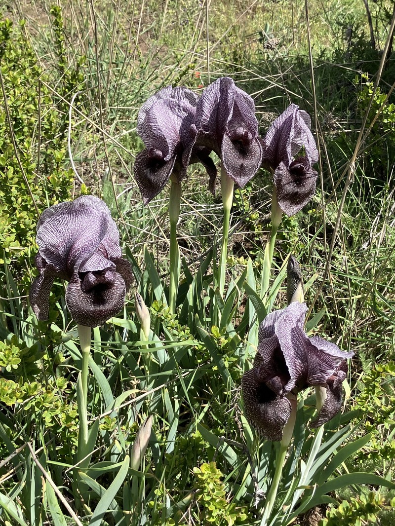 Iris basaltica photo 6