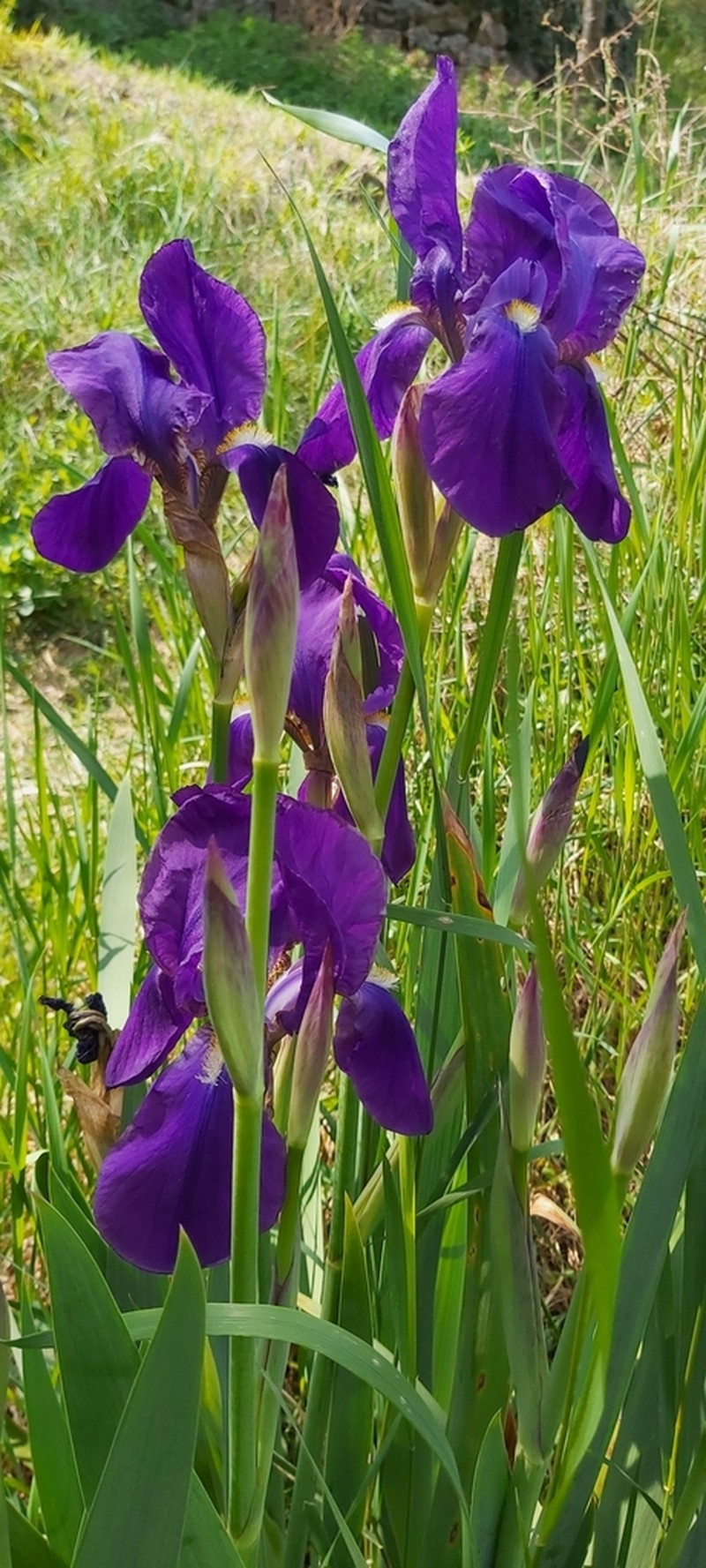 Iris benacensis