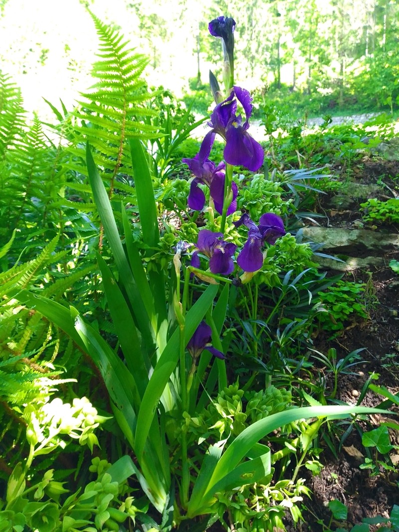 Iris benacensis photo 3