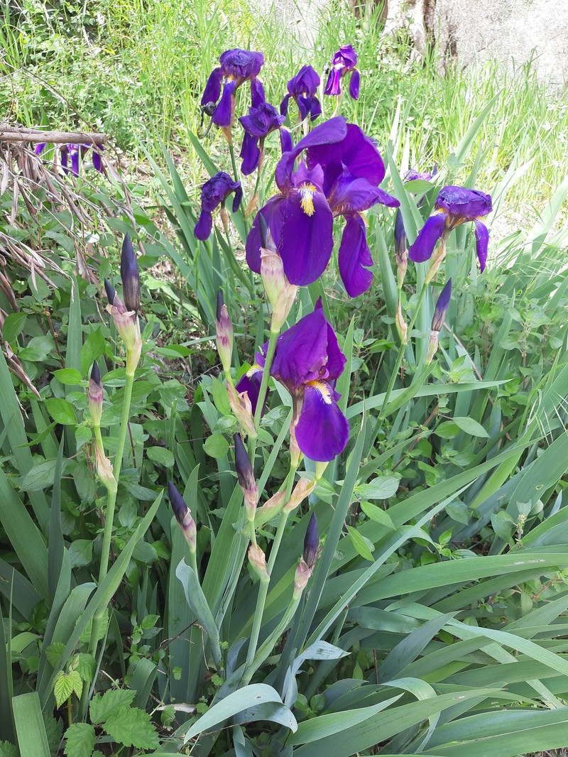 Iris benacensis photo 4