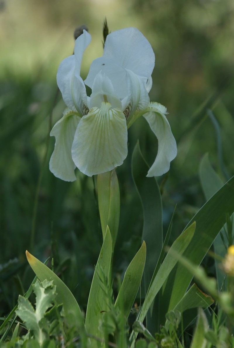 Iris bicapitata