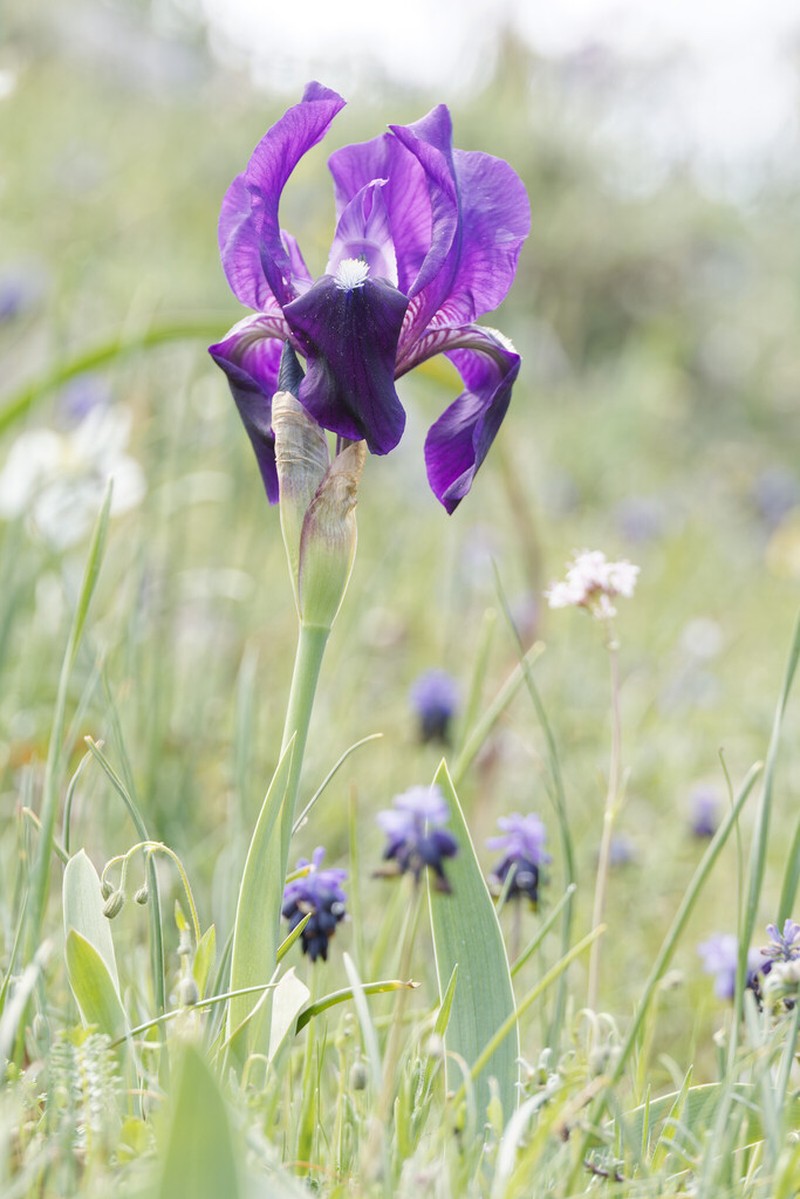 Iris bicapitata photo 2