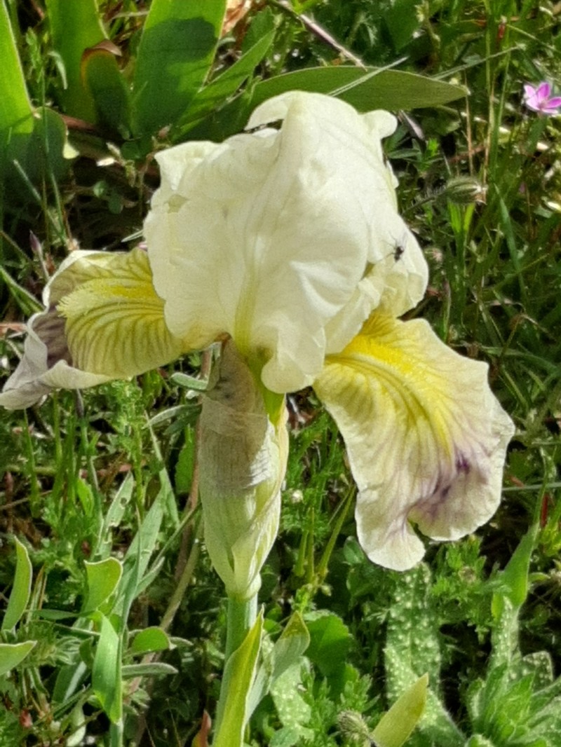 Iris bicapitata photo 3