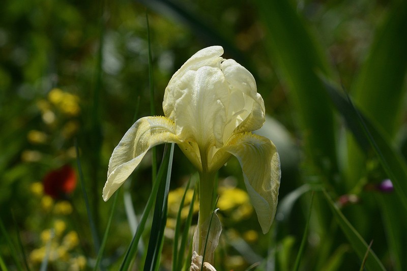 Iris bicapitata photo 4