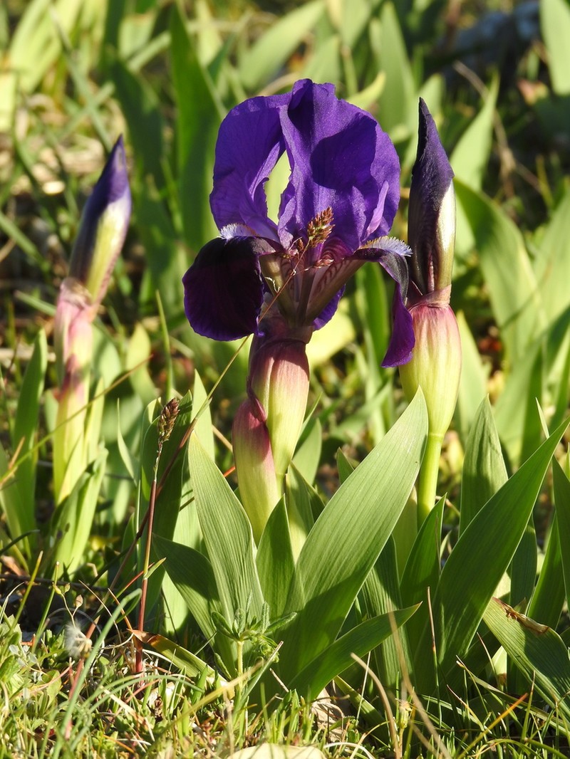 Iris bicapitata photo 5