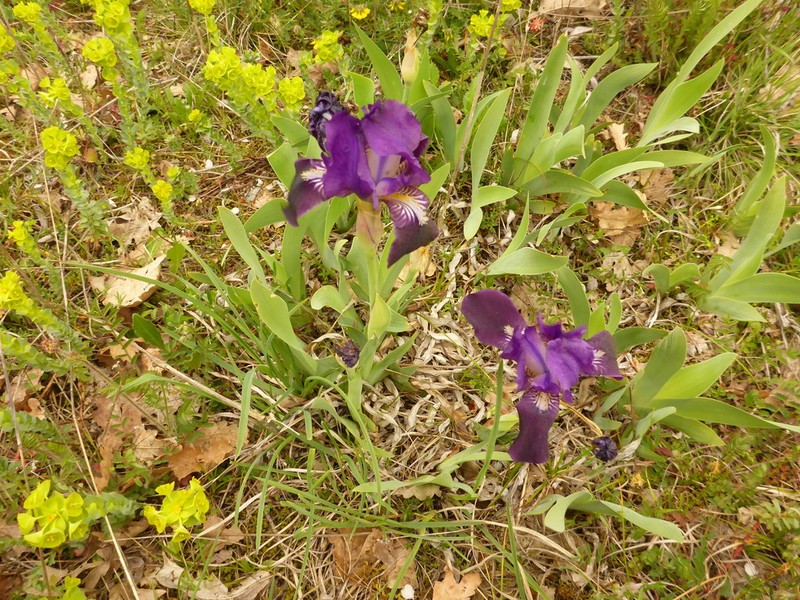 Iris bicapitata photo 6